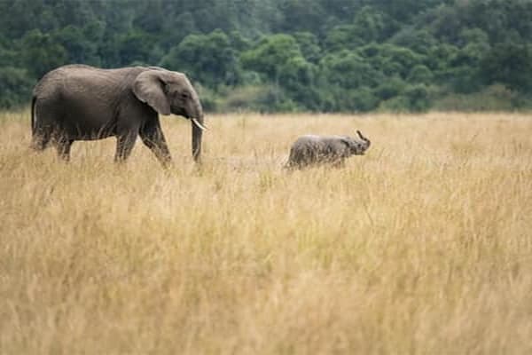 Arawale National Reserve