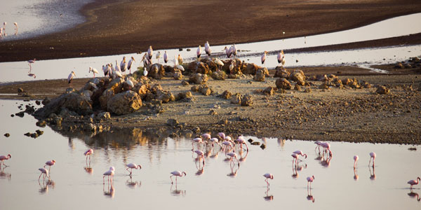 Birding Sites