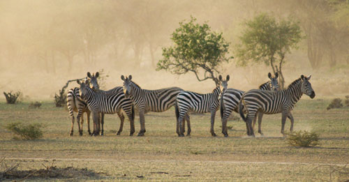 Game Drives