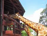 Garissa Community Giraffe Sanctuary