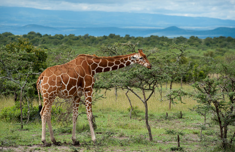 Laikipia Plateau
