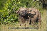 Laikipia Wildlife Conservancy