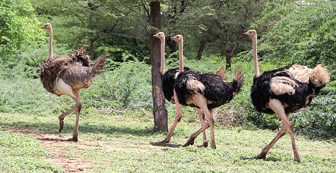 Maasai Ostrich Farm