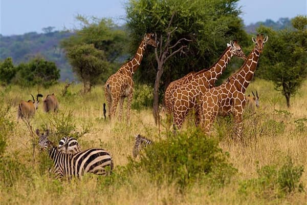 Meru National Park