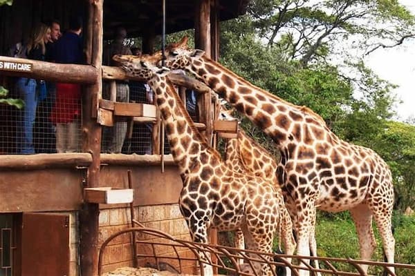 Nairobi Giraffe Centre 