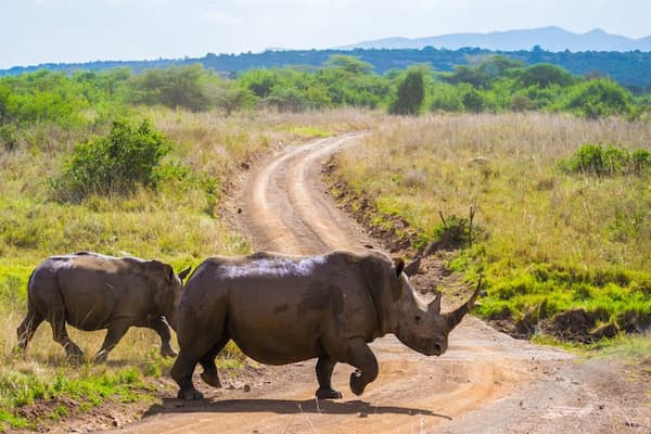 Nairobi National Park 