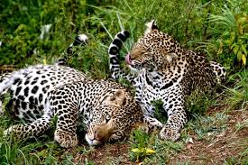 Oserengoni Wildlife Sanctuary