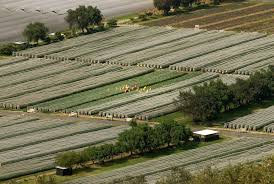 Oserian Farms