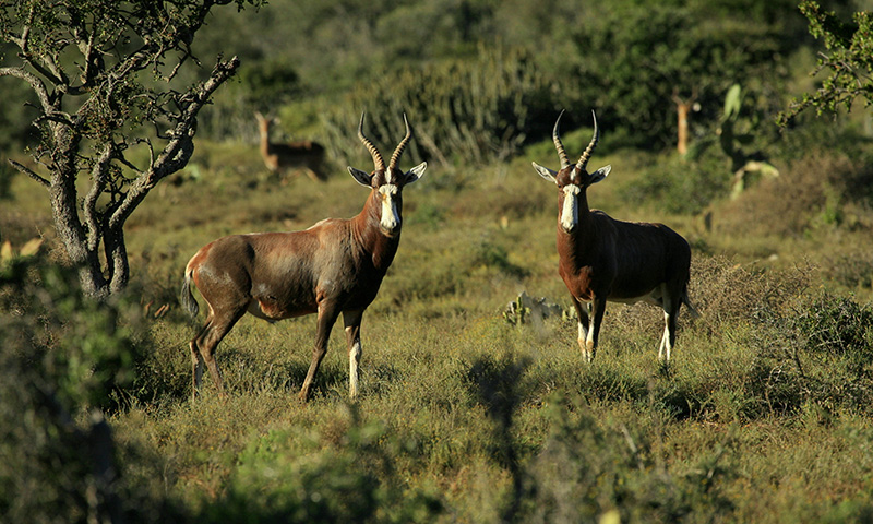 Saiwa Swamp National Park